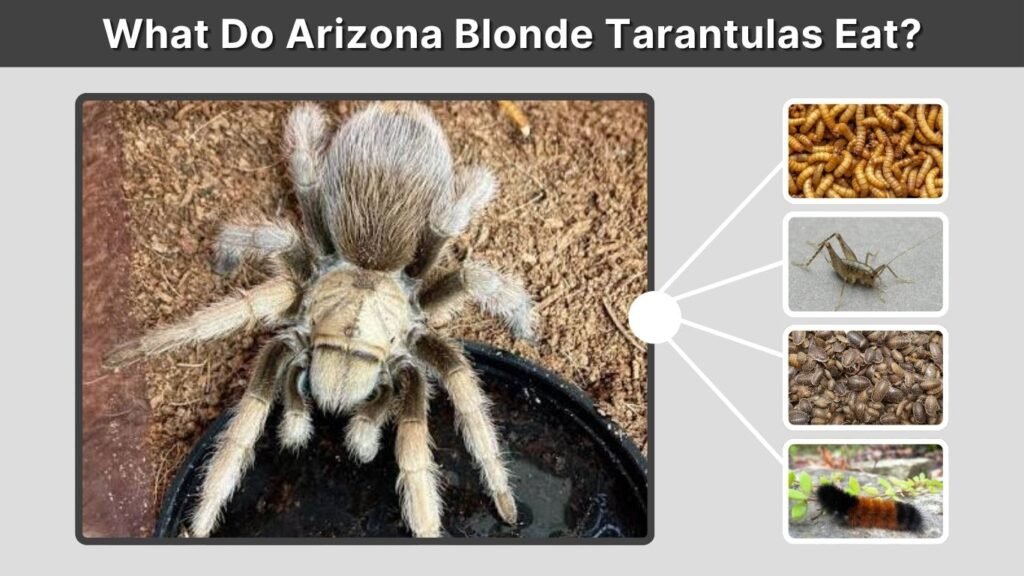 What Do Arizona Blonde Tarantulas Eat?