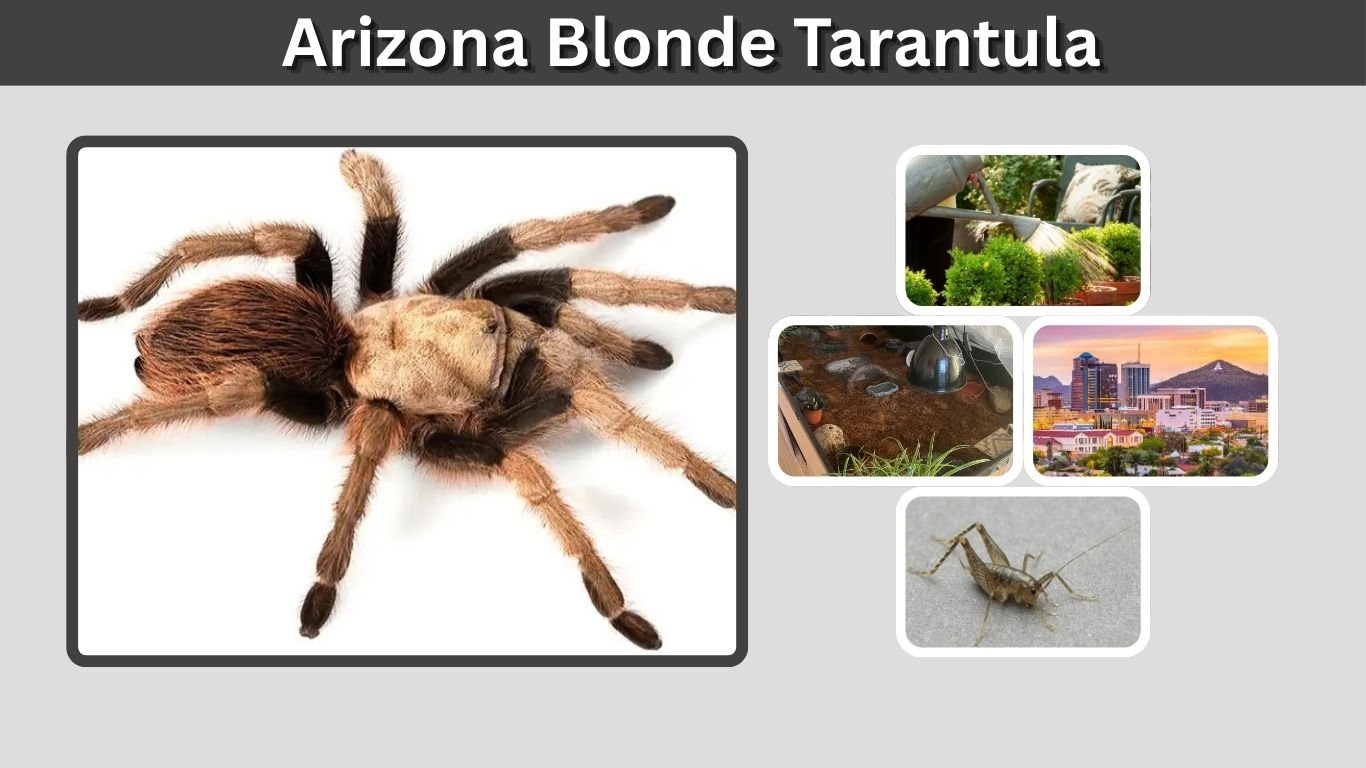 Arizona Blonde Tarantula: Care, Size, and Lifespan