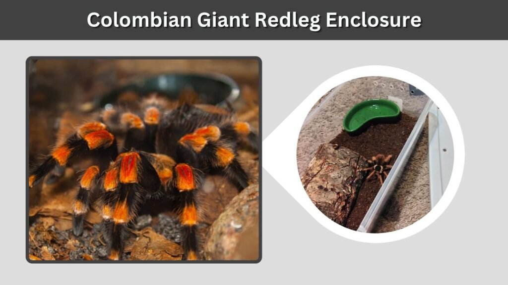 Colombian Giant Redleg Enclosure