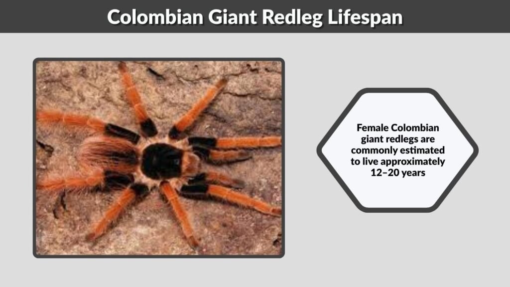 Colombian Giant Redleg Lifespan