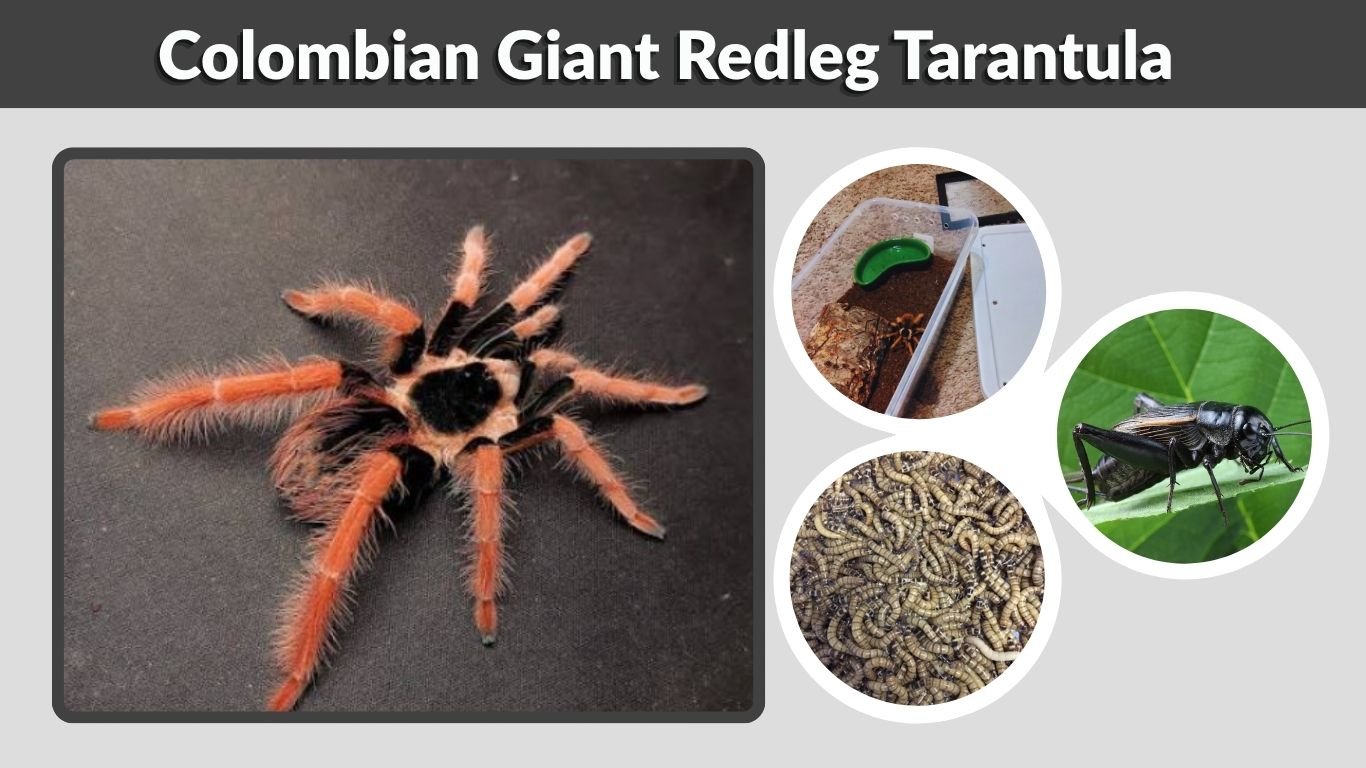 Colombian Giant Redleg Tarantula: Care, Size, and Lifespan