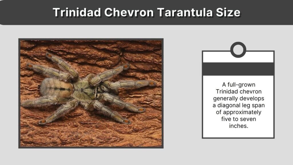 Trinidad Chevron Tarantula Size