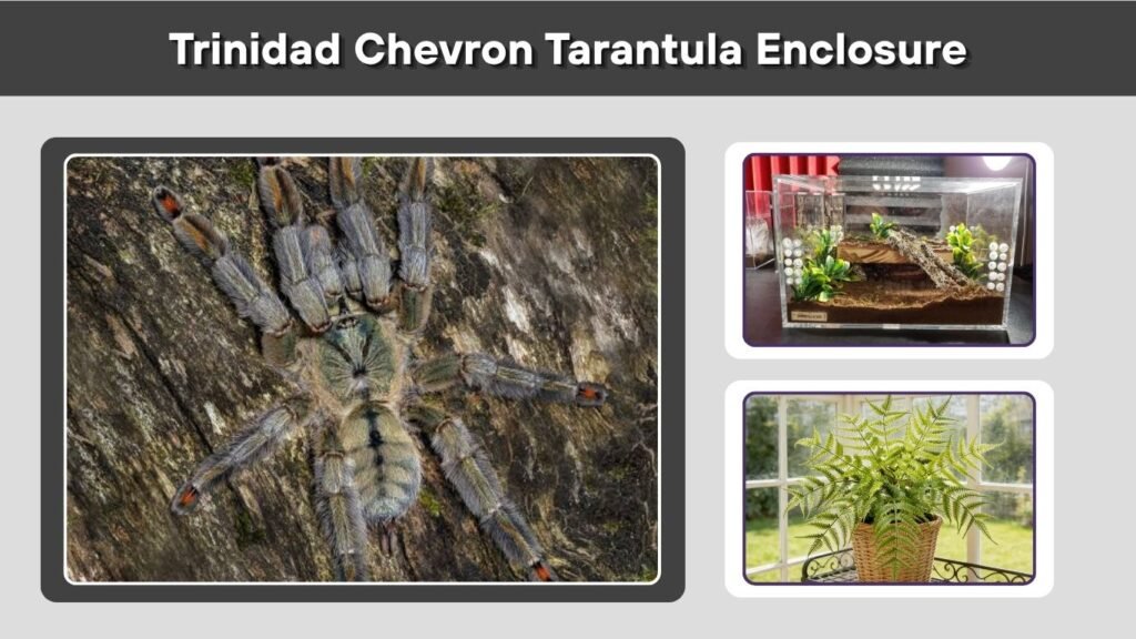 Trinidad Chevron Tarantula Enclosure