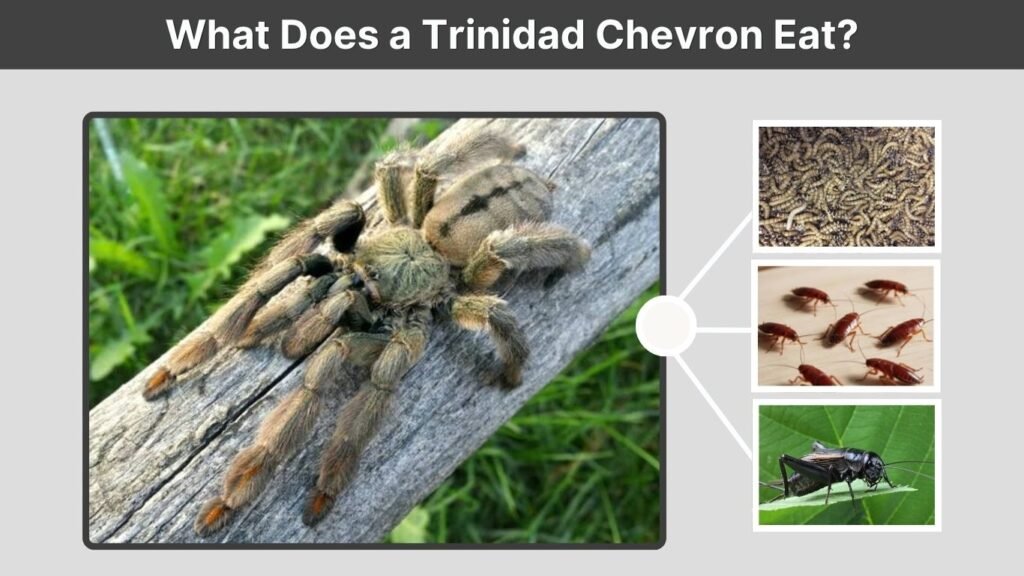 What Does a Trinidad Chevron Eat?