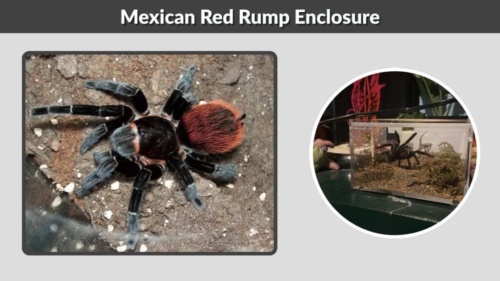 Mexican Red Rump Enclosure