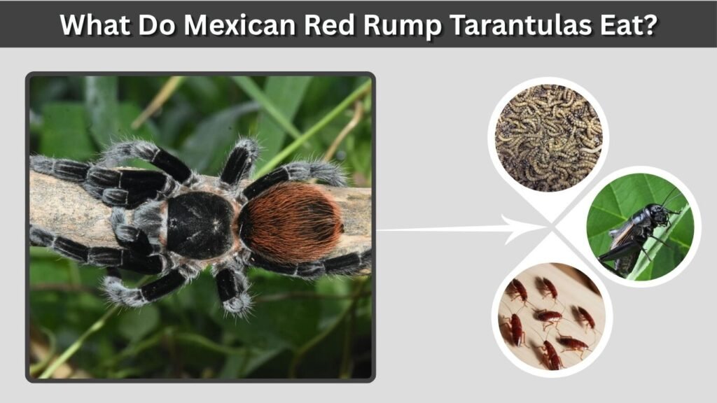 What Do Mexican Red Rump Tarantulas Eat?