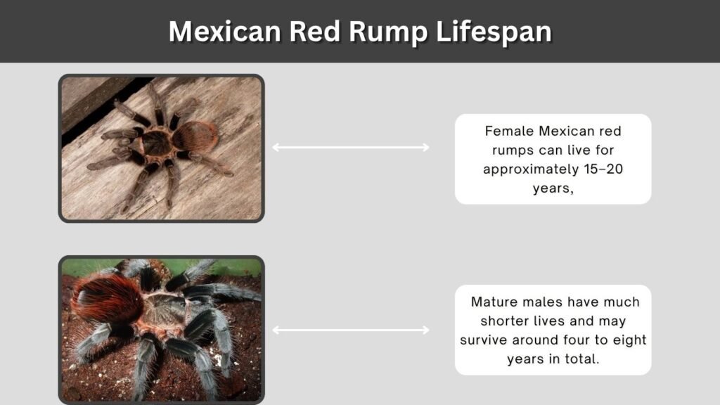 Mexican Red Rump Lifespan