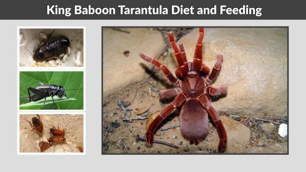 King Baboon Tarantula Diet and Feeding