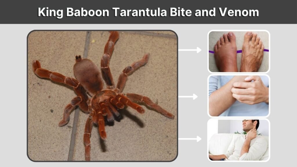 King Baboon Tarantula Bite and Venom
