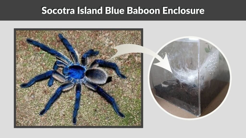 Socotra Island Blue Baboon Enclosure