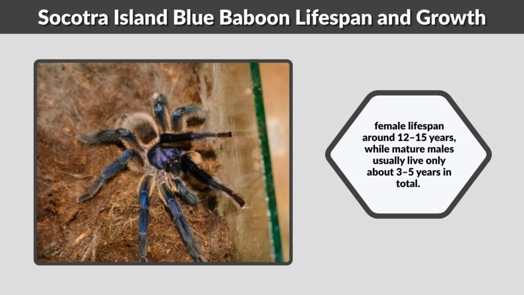 Socotra Island Blue Baboon Lifespan and Growth