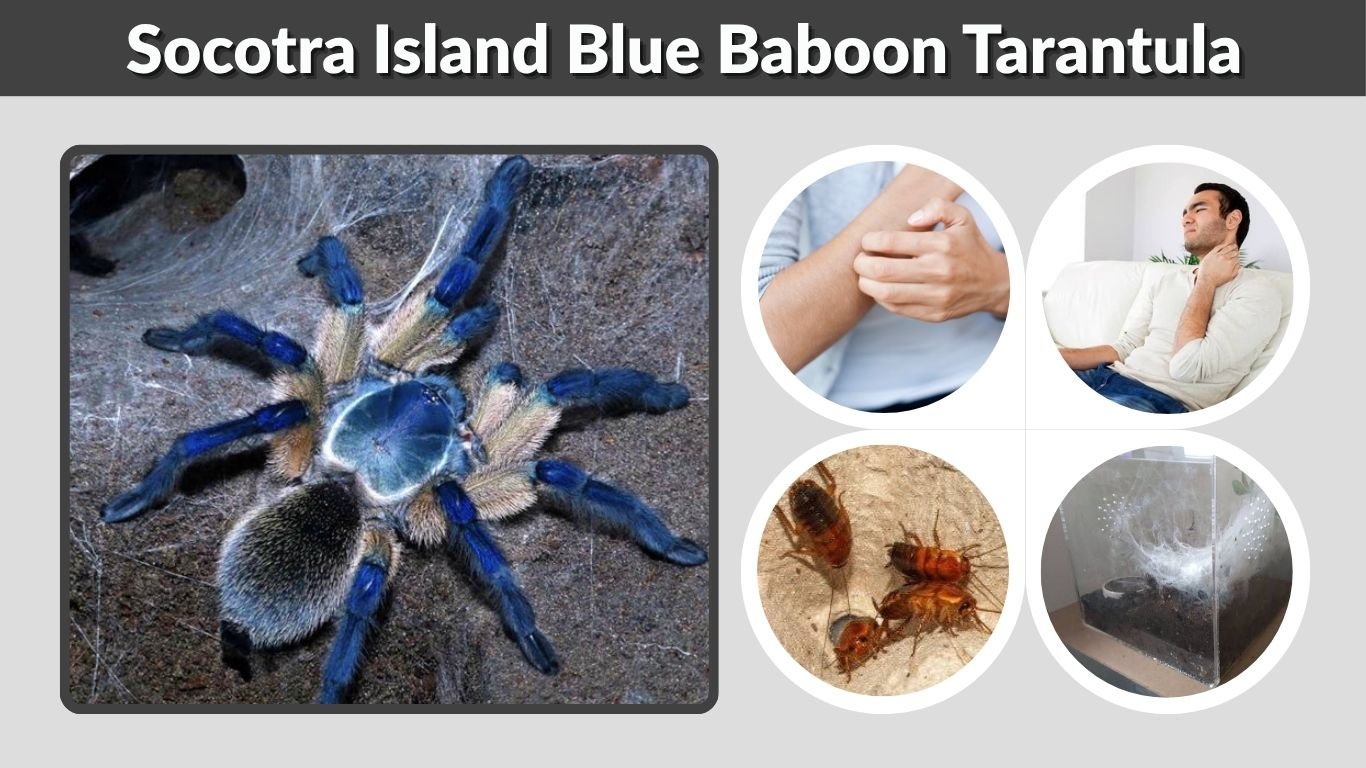 Socotra Island Blue Baboon Tarantula: Care and Facts