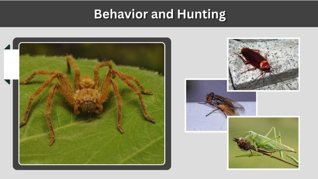 Behavior and Hunting