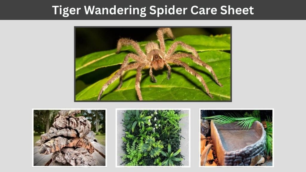 Tiger Wandering Spider Care Sheet