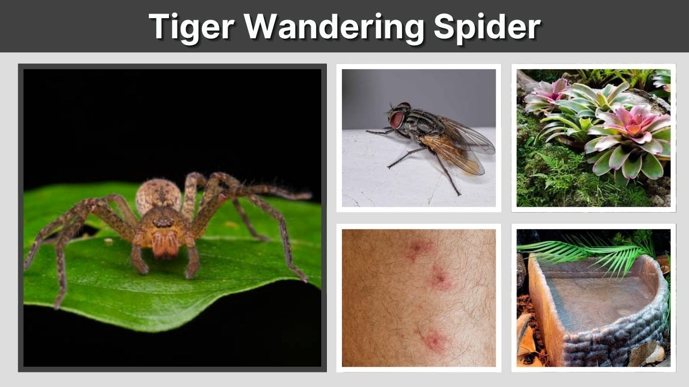 Tiger Wandering Spider: Size, Bite, Habitat, and Care