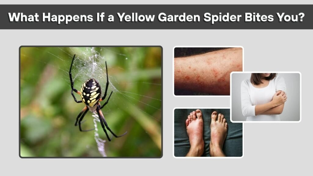 What Happens If a Yellow Garden Spider Bites You?