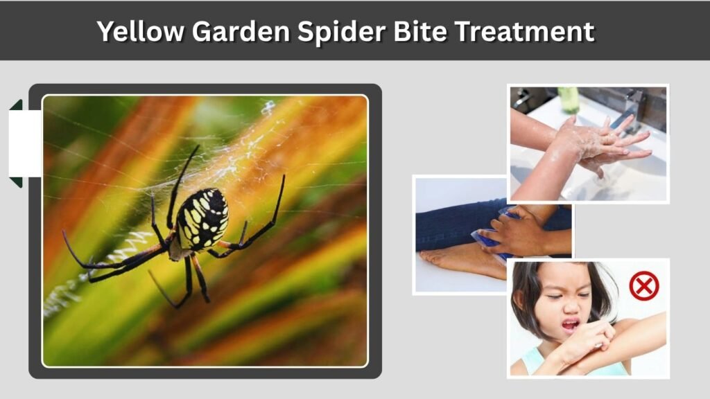 Yellow Garden Spider Bite Treatment