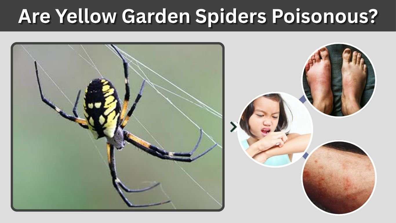 Are Yellow Garden Spiders Poisonous? Bite Symptoms and Risks