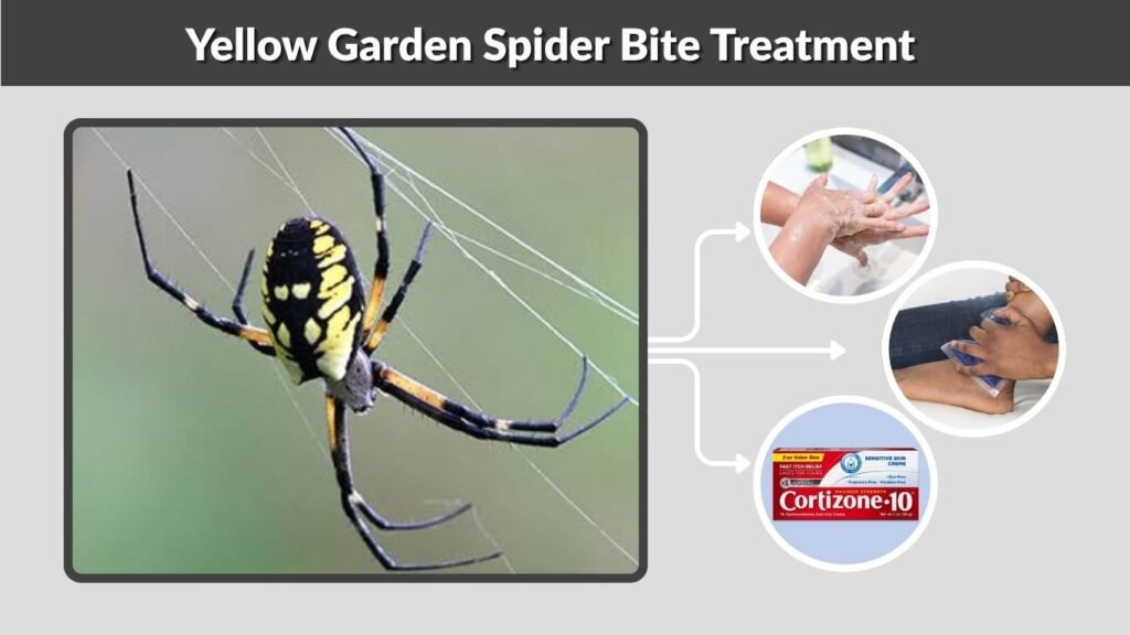 Yellow Garden Spider Bite Treatment