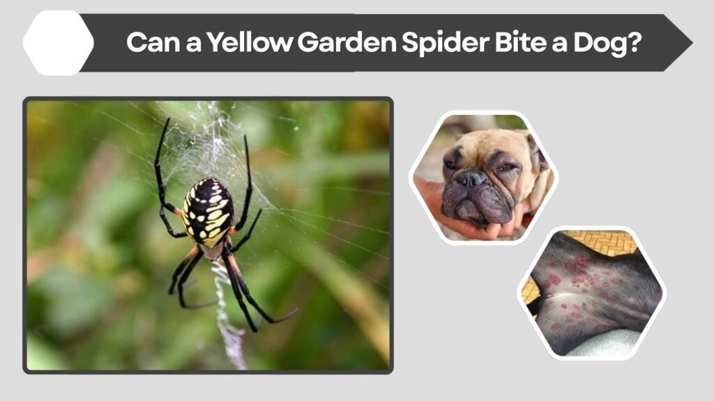 Can a Yellow Garden Spider Bite a Dog?