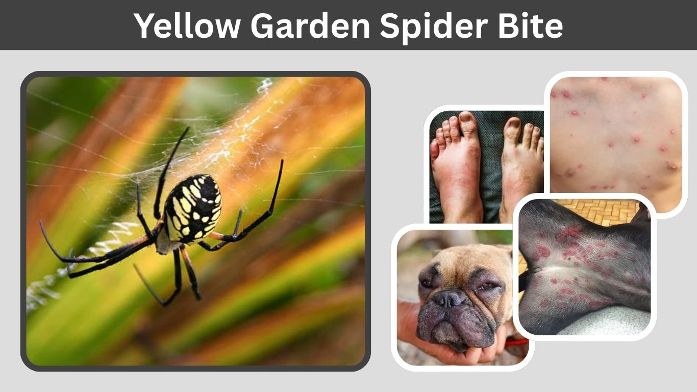 Yellow Garden Spider Bite: Symptoms, Treatment, and Risks