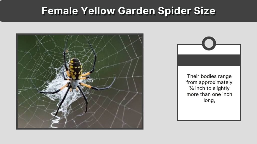 Female Yellow Garden Spider Size