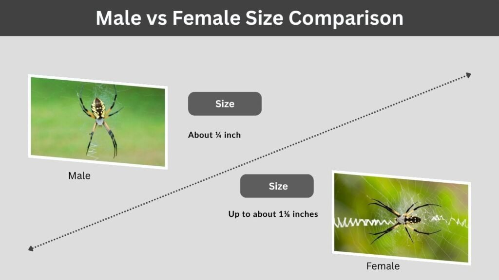 Male vs Female Size Comparison