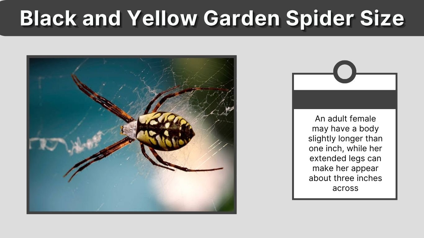 Black and Yellow Garden Spider Size: How Big Do They Get?