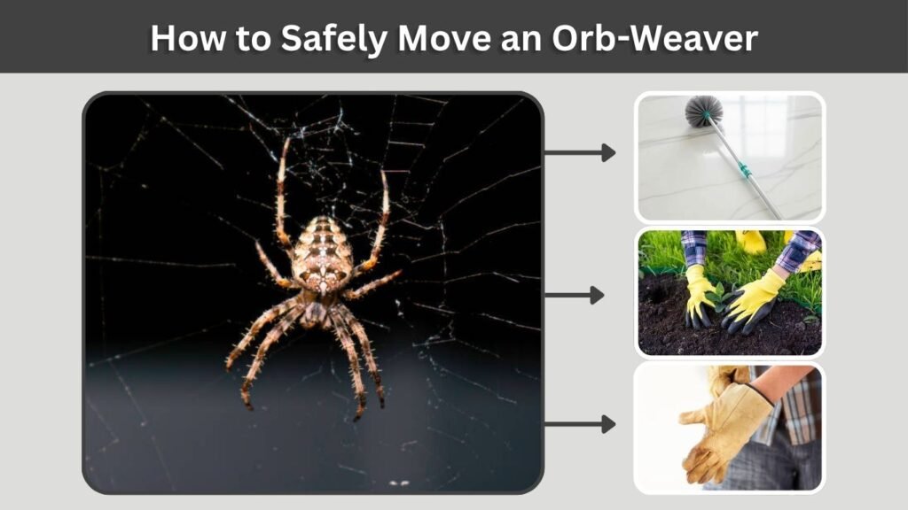 How to Safely Move an Orb-Weaver