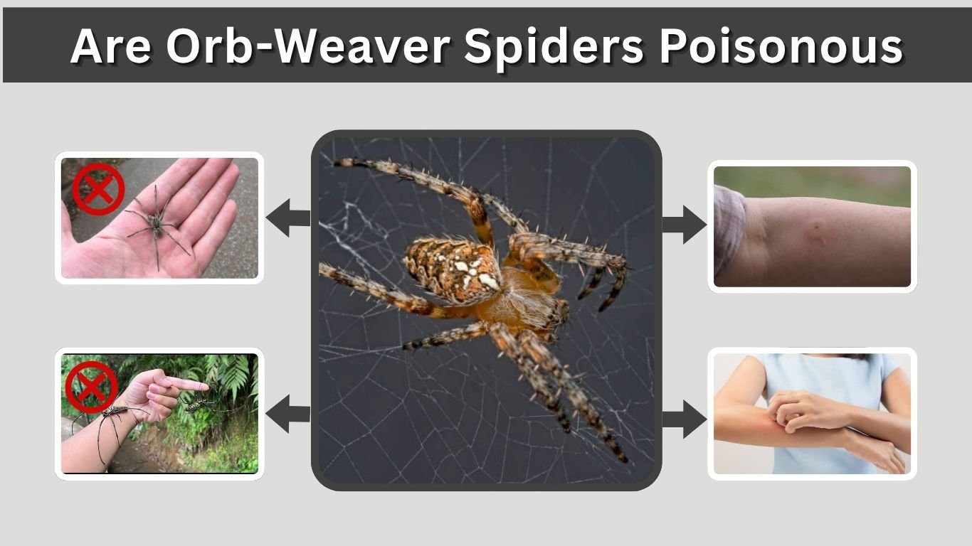 Are Orb-Weaver Spiders Poisonous? Bites and Safety Facts