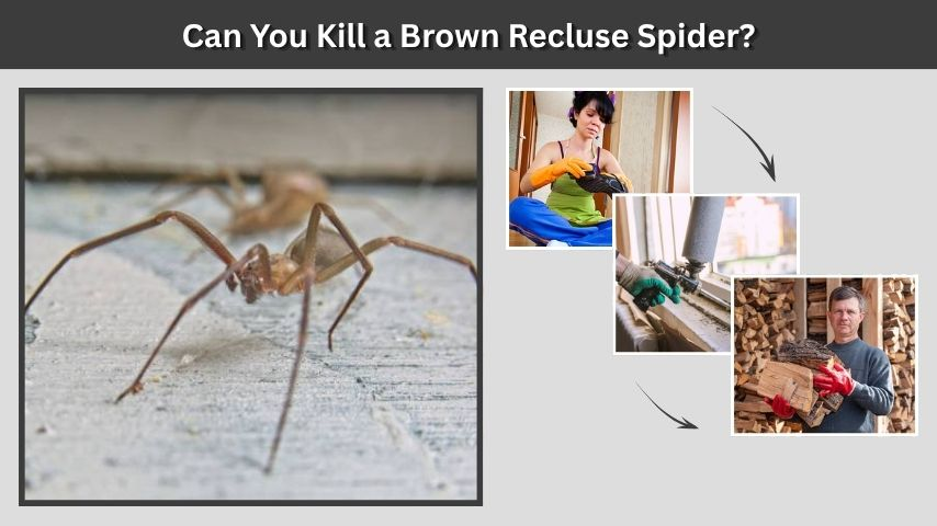 Can You Kill a Brown Recluse Spider?