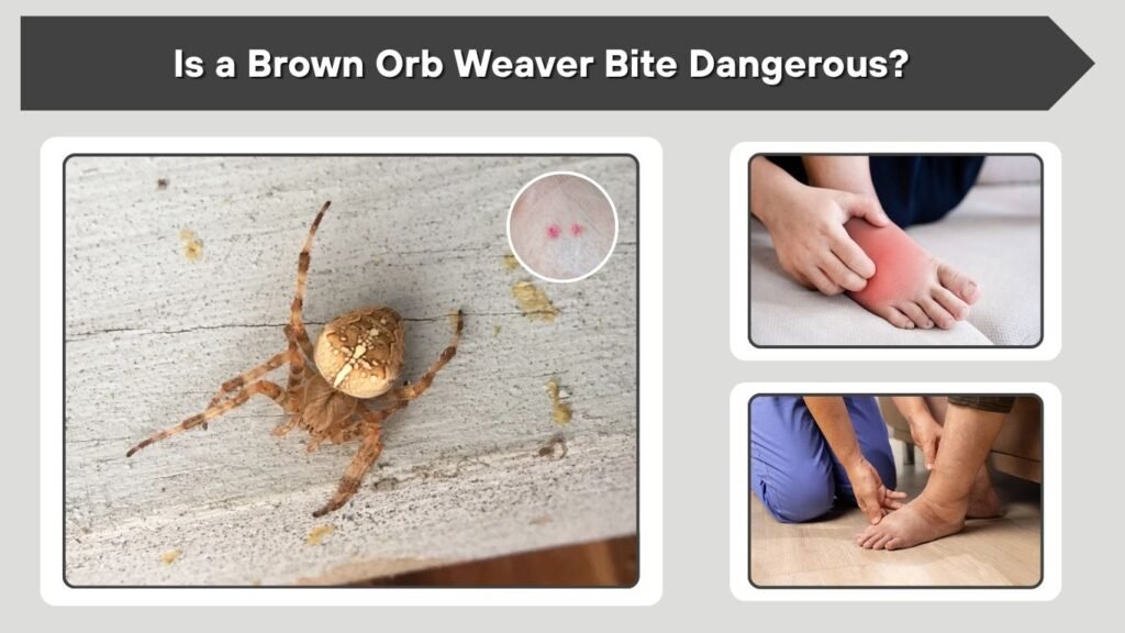 Is a Brown Orb Weaver Bite Dangerous?
