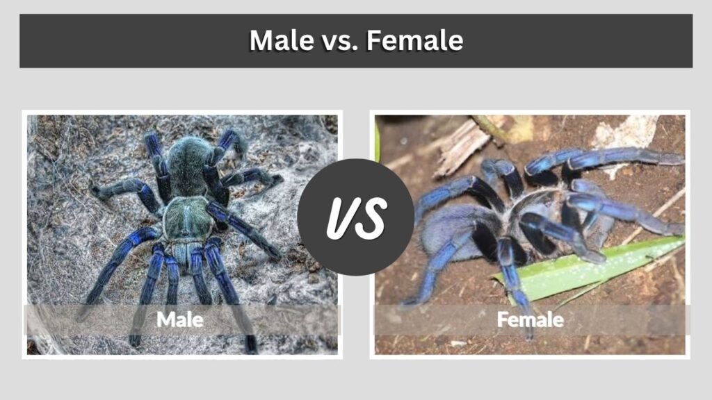 Male vs. Female