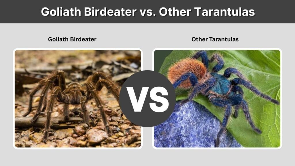 Goliath Birdeater vs. Other Tarantulas