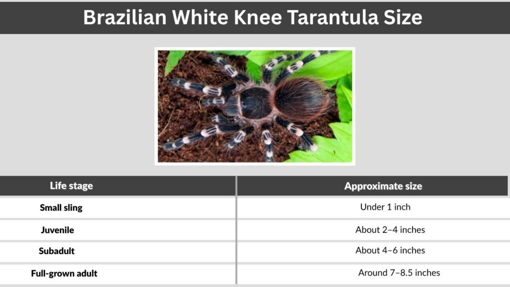 Brazilian White Knee Tarantula Size