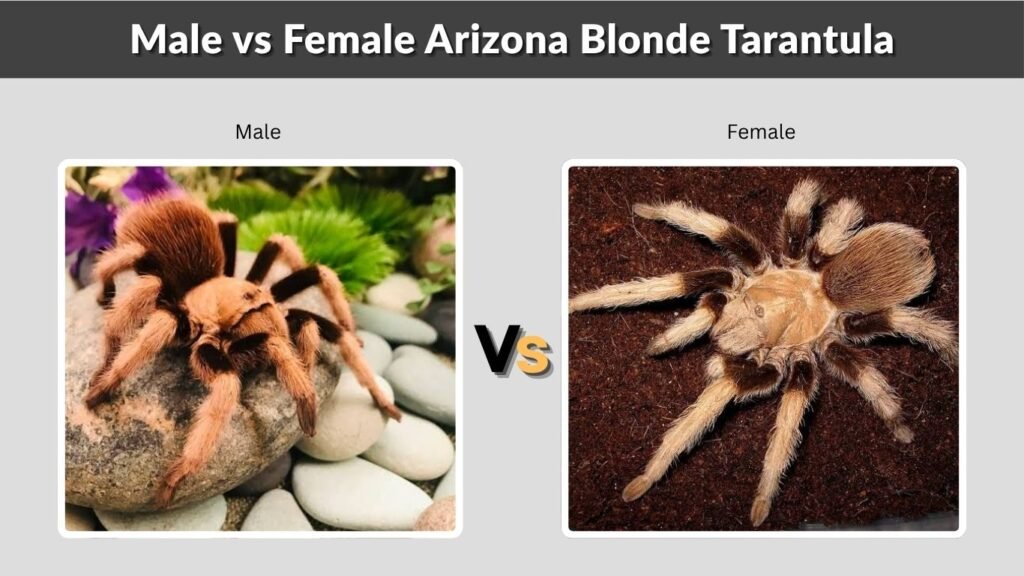 Male vs Female Arizona Blonde Tarantula