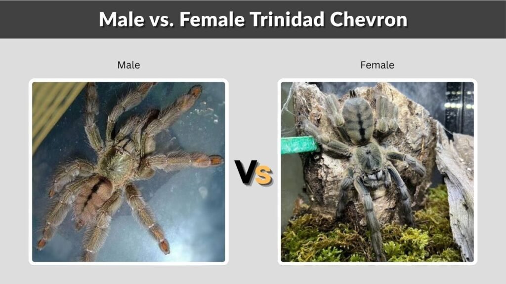 Male vs. Female Trinidad Chevron