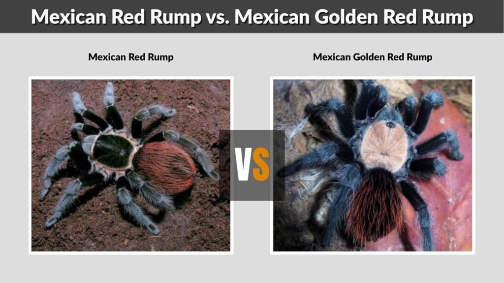 Mexican Red Rump vs. Mexican Golden Red Rump