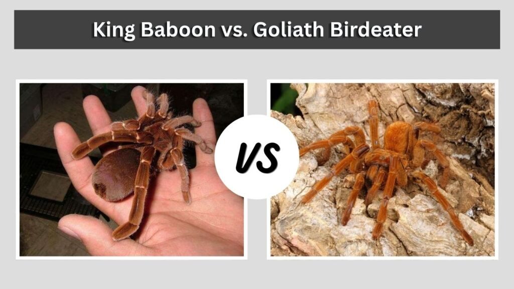 King Baboon vs. Goliath Birdeater