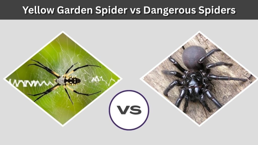Yellow Garden Spider vs Dangerous Spiders