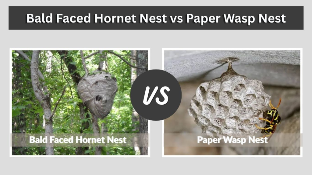 Bald Faced Hornet Nest vs Paper Wasp Nest
