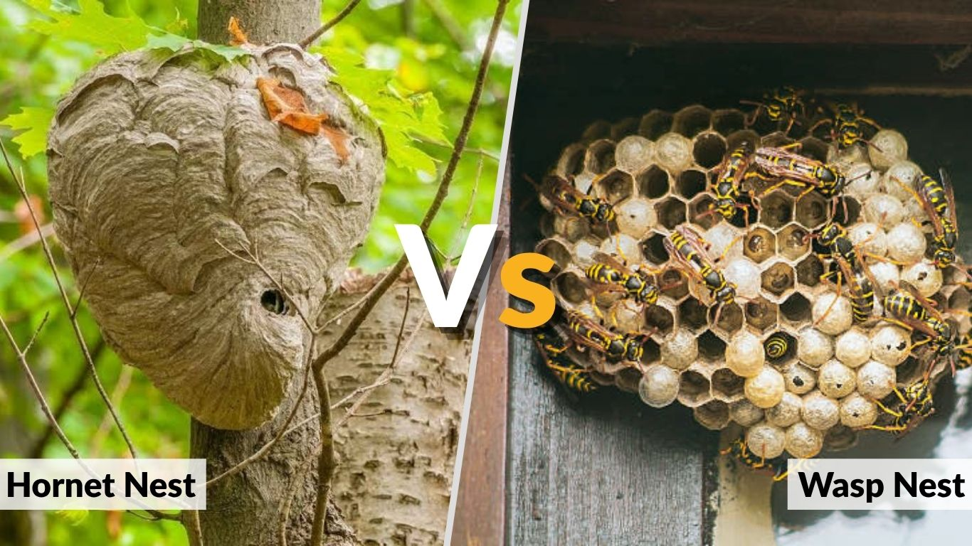 Hornet Nest vs Wasp Nest: What are the Key Differences?