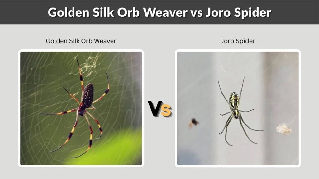 Golden Silk Orb Weaver