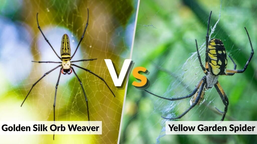 Golden Silk Orb Weaver vs Yellow Garden Spider