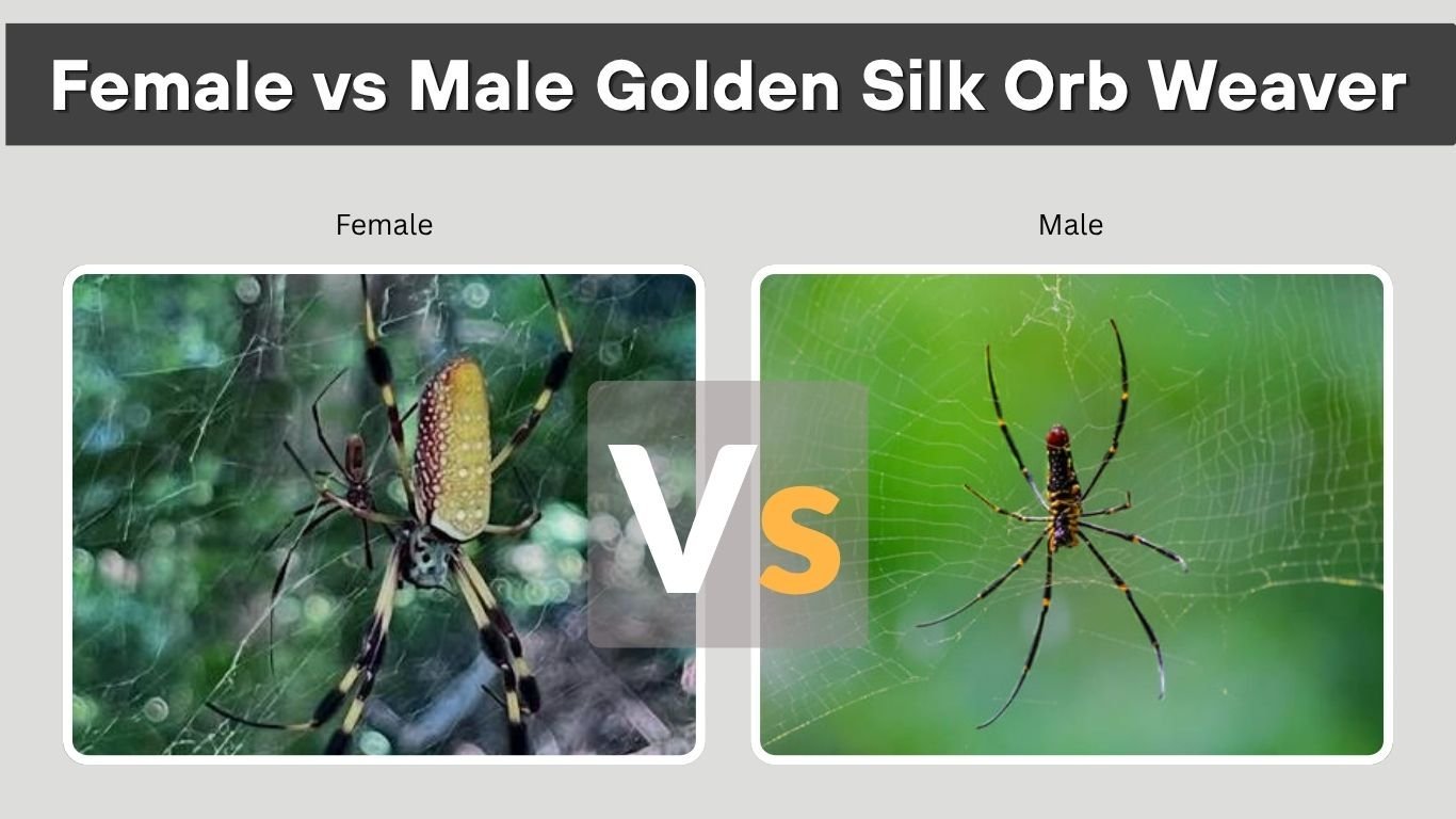 Female vs Male Golden Silk Orb Weaver: Key Differences