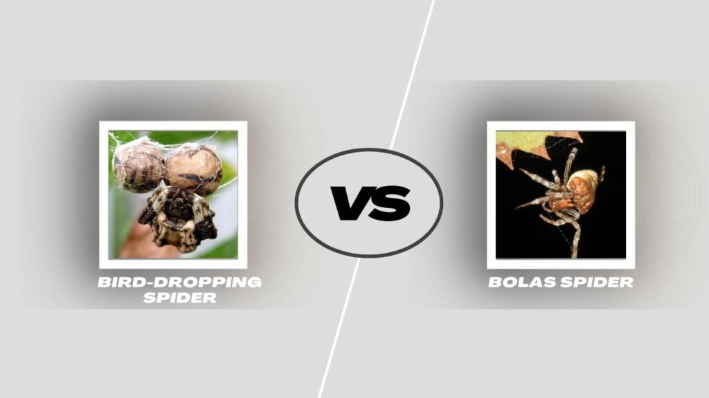Bird-Dropping Spider vs. Bolas Spider