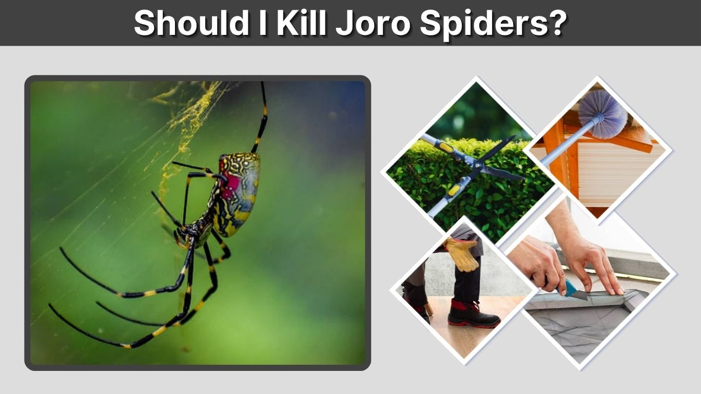 Should I Kill Joro Spiders? Removal and Control Guide