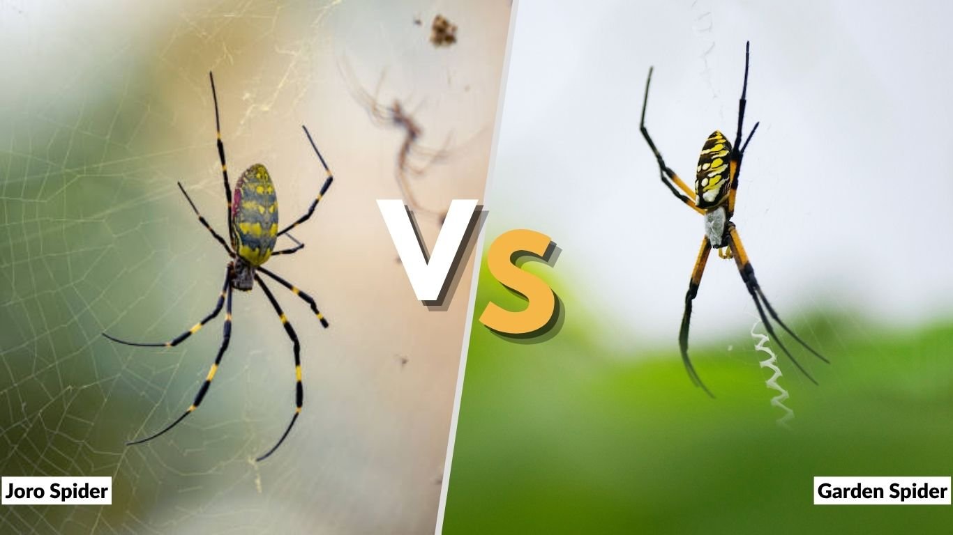 Joro Spider vs Garden Spider: How to Tell Them Apart
