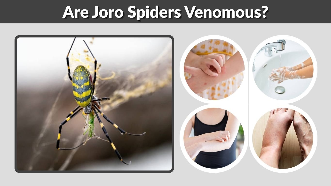 Are Joro Spiders Venomous? Bite Risks and Safety Guide