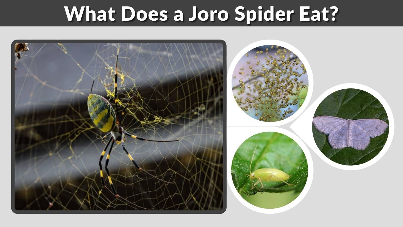 What Does a Joro Spider Eat? 10 Common Foods in Its Diet